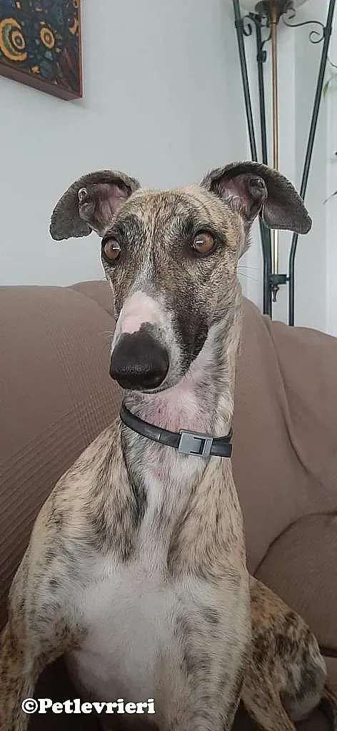 Nadia adozione levrieri galgo 04