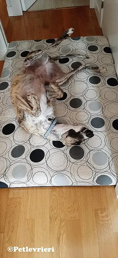 Nadia adozione levrieri galgo 05