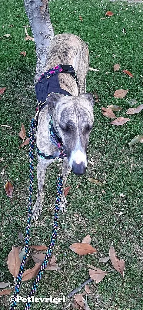Nadia adozione levrieri galgo 06