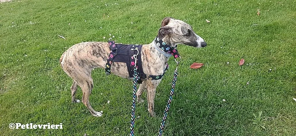 Nadia adozione levrieri galgo 07