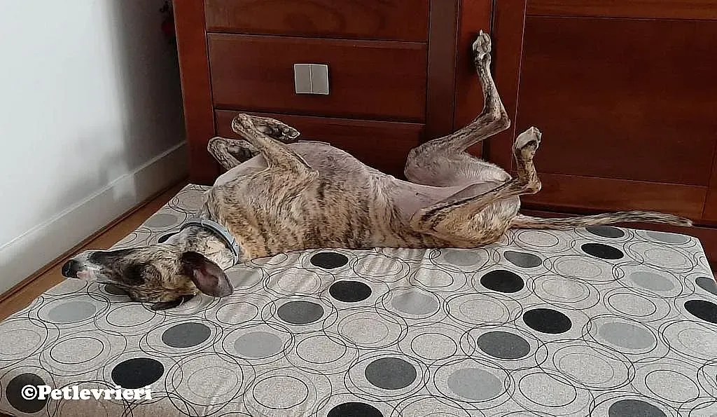 Nadia adozione levrieri galgo 08