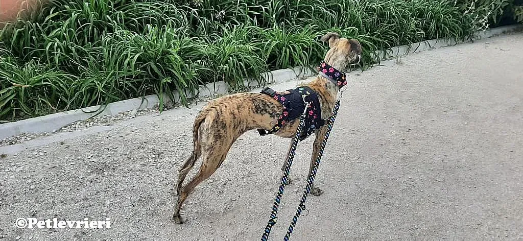 Nadia adozione levrieri galgo 09