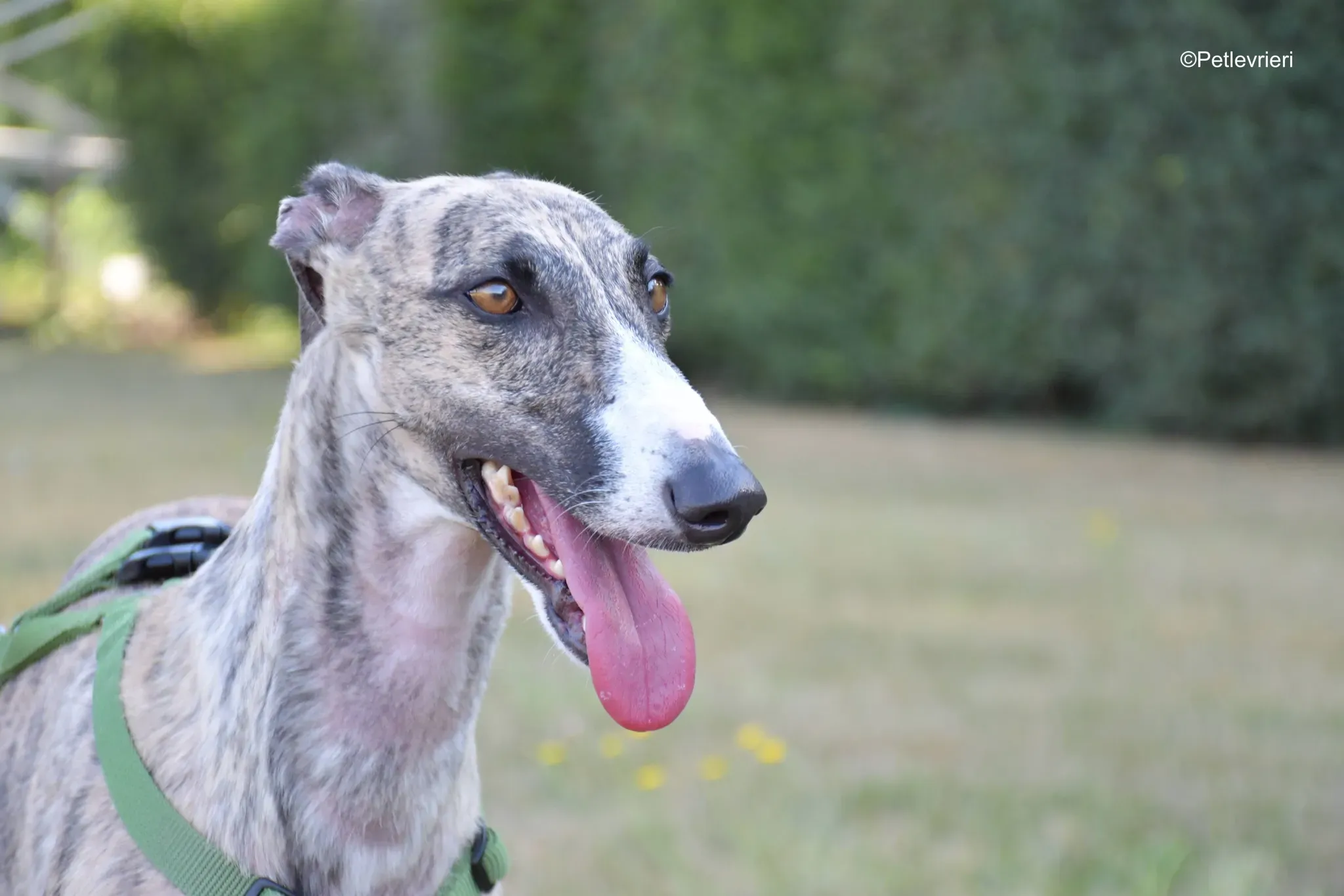 Nadia adozione levrieri galgo 1 1