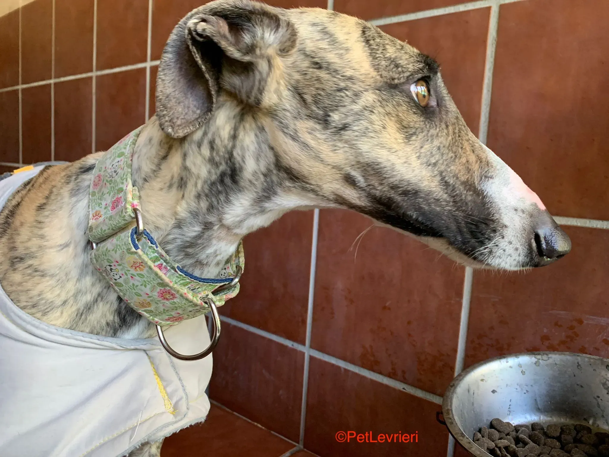 Nadia adozione levrieri galgo 1