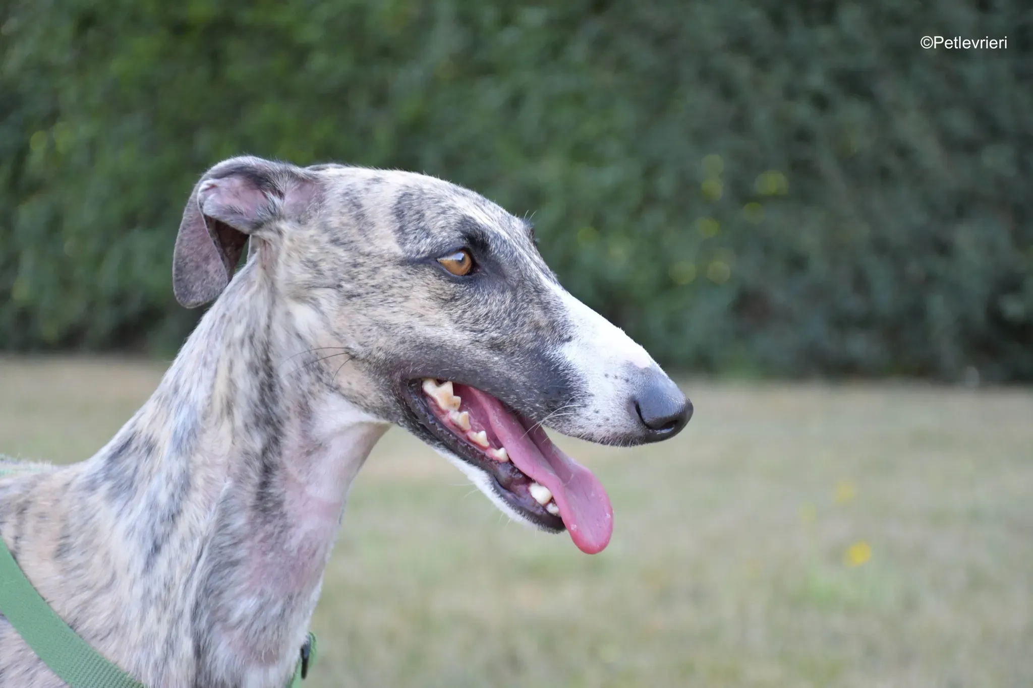 Nadia adozione levrieri galgo 2 1