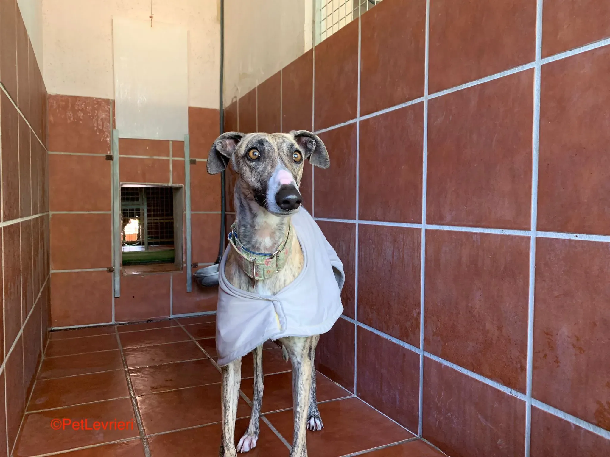 Nadia adozione levrieri galgo 2