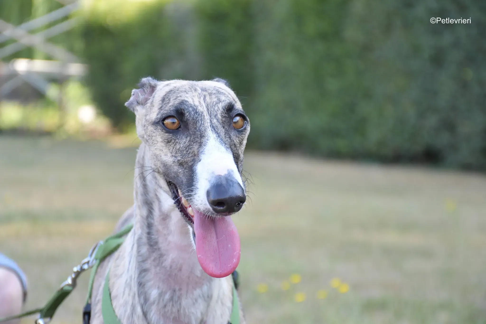 Nadia adozione levrieri galgo 3 1