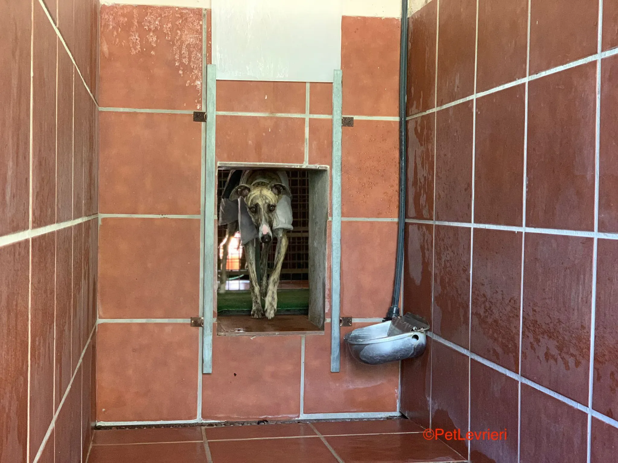 Nadia adozione levrieri galgo 3