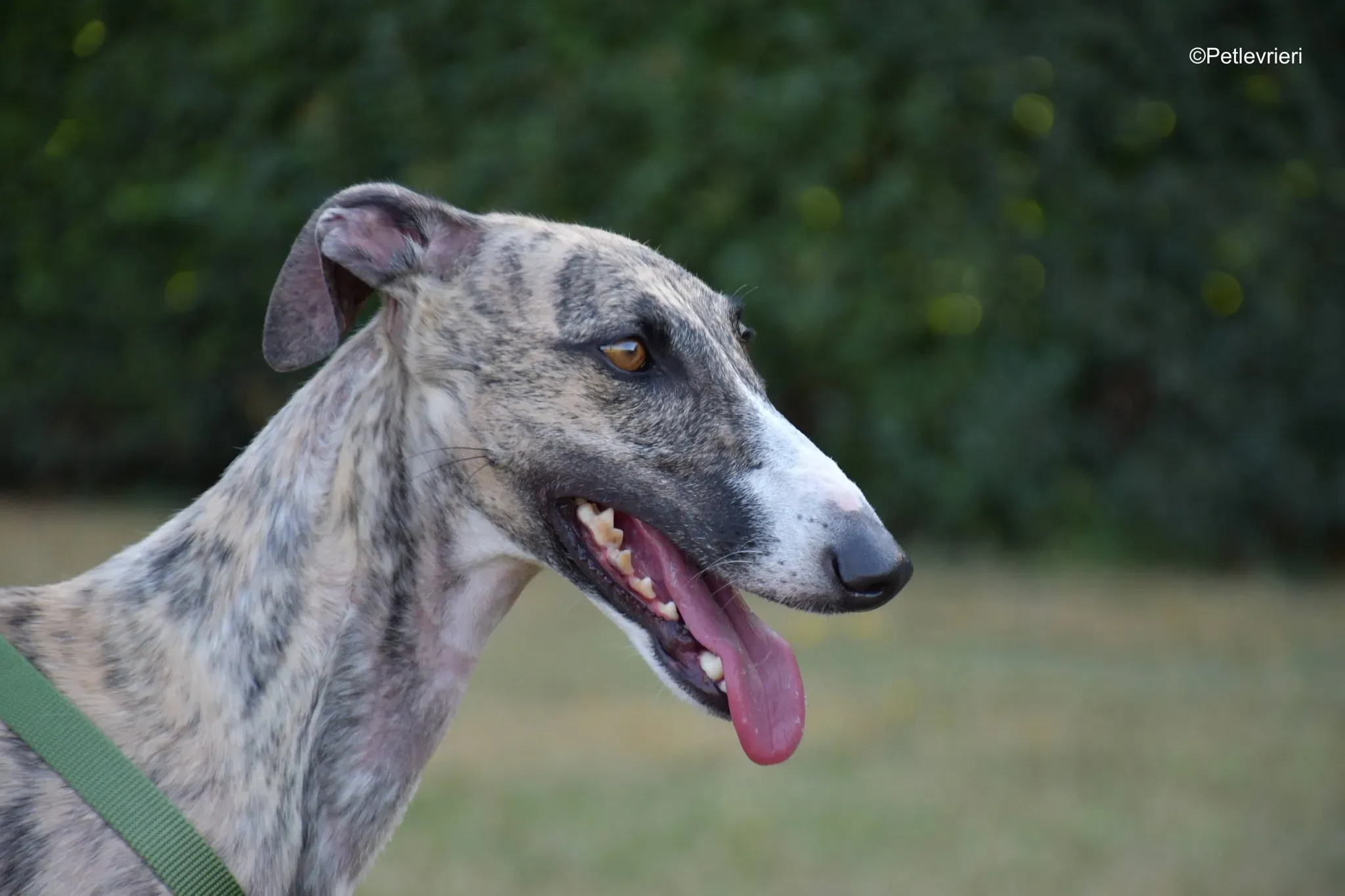 Nadia adozione levrieri galgo 4 1