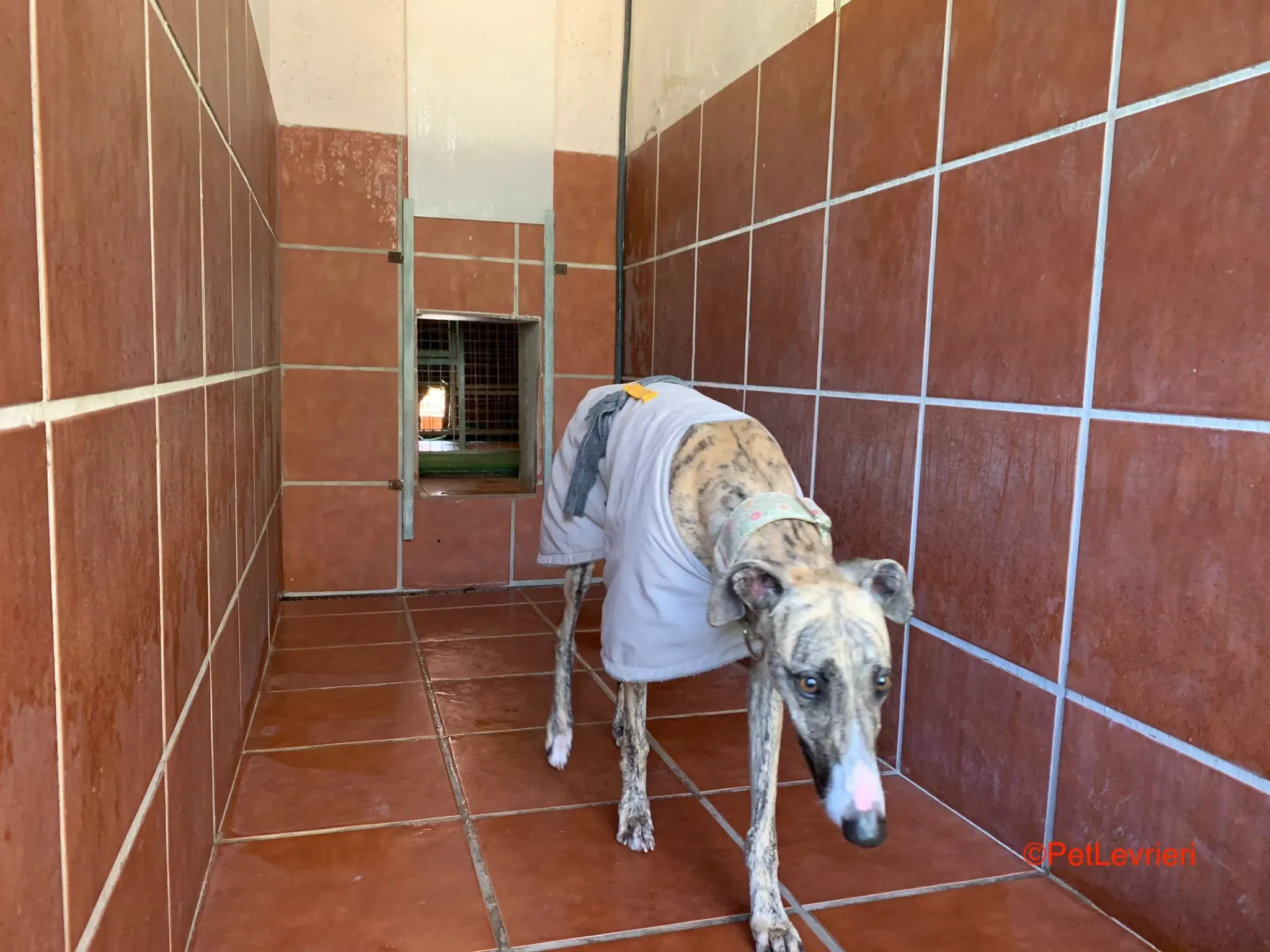 Nadia adozione levrieri galgo 4