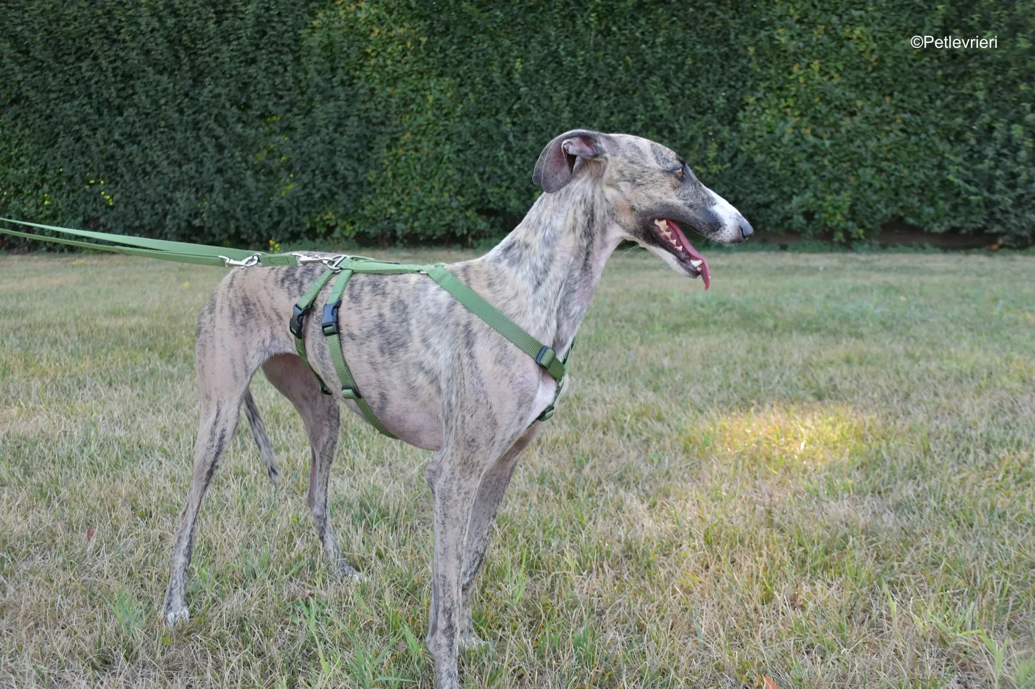 Nadia adozione levrieri galgo 5 1