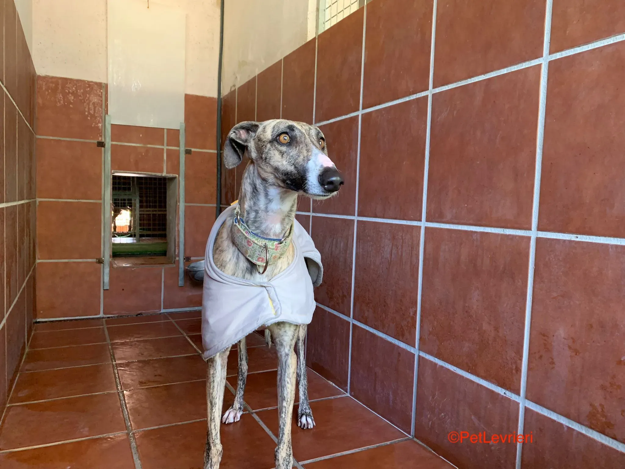 Nadia adozione levrieri galgo 5