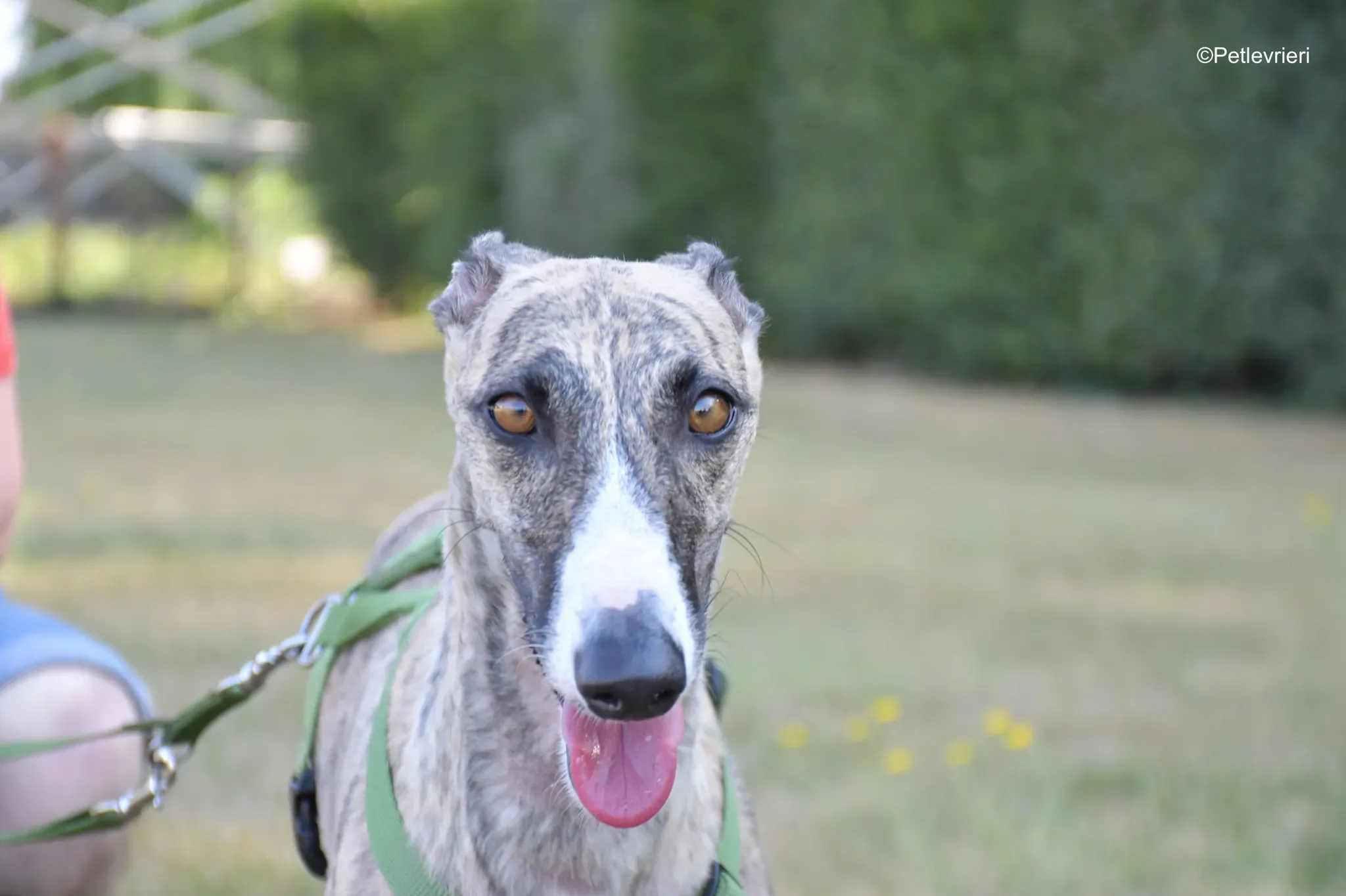 Nadia adozione levrieri galgo 6 1