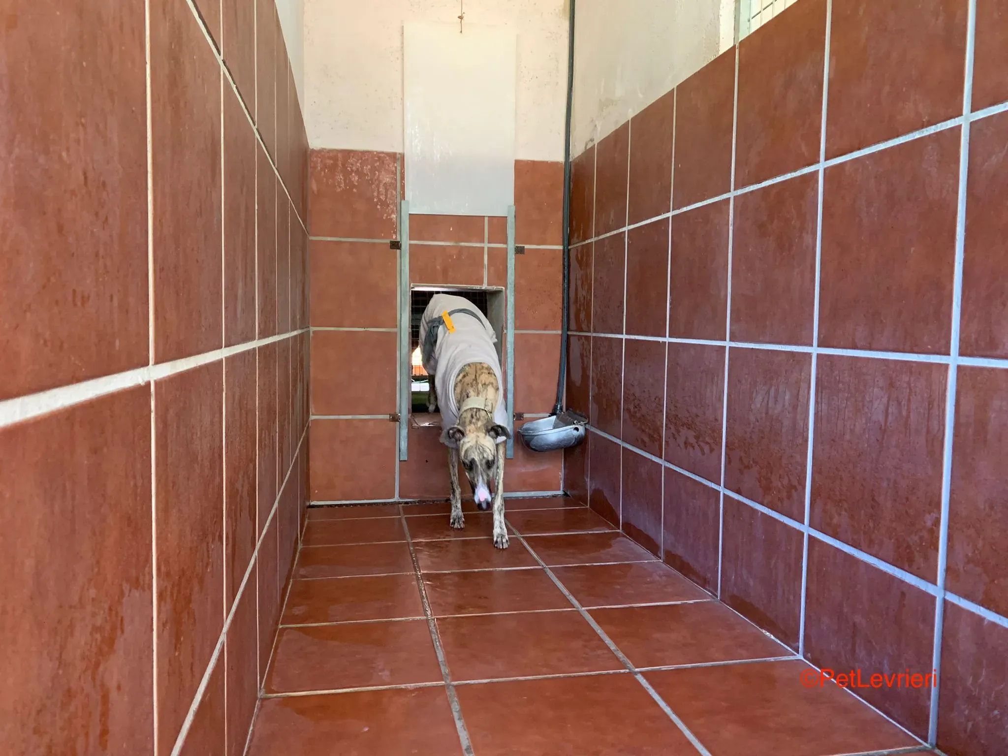 Nadia adozione levrieri galgo 6