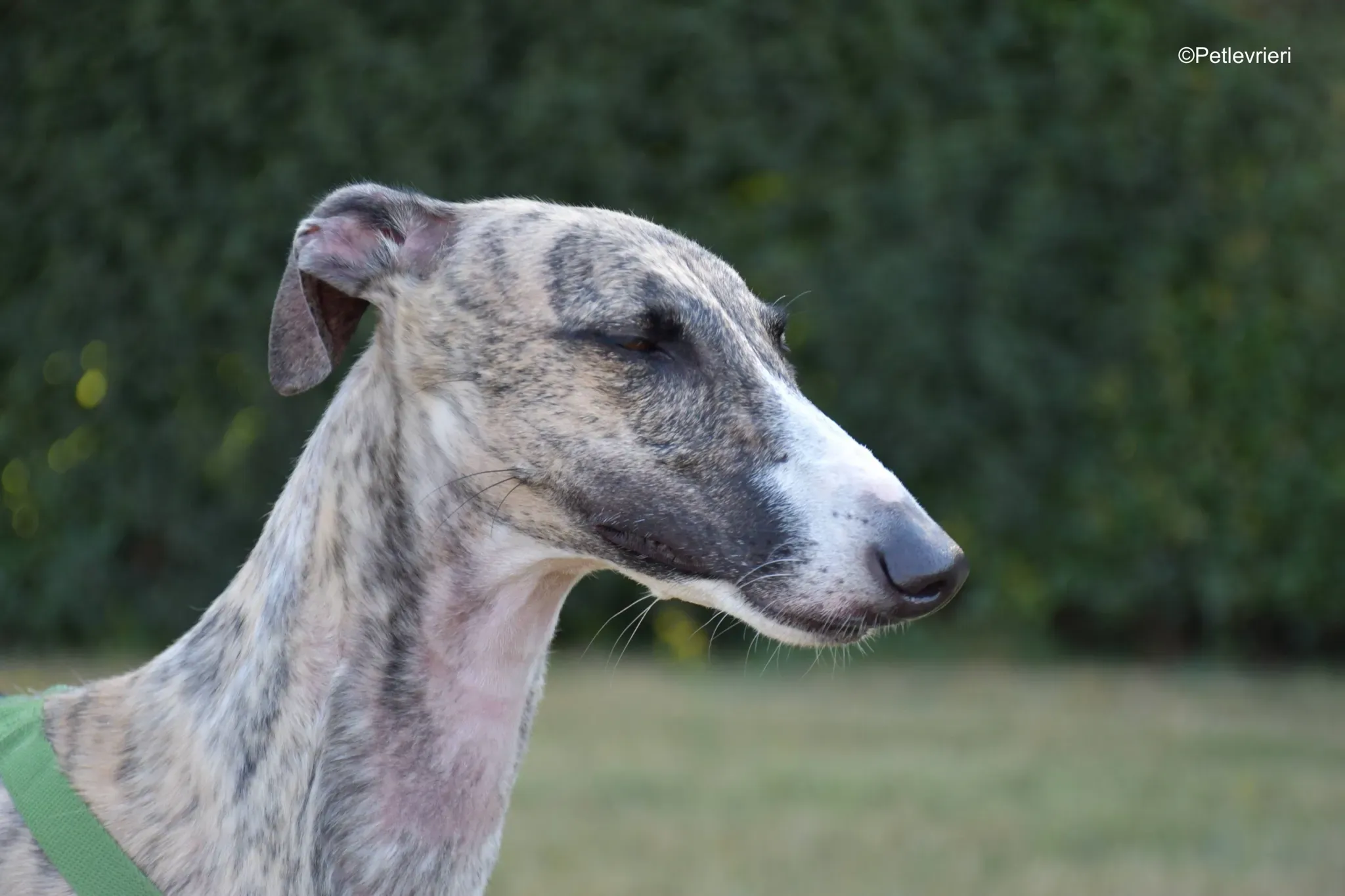 Nadia adozione levrieri galgo 7 1