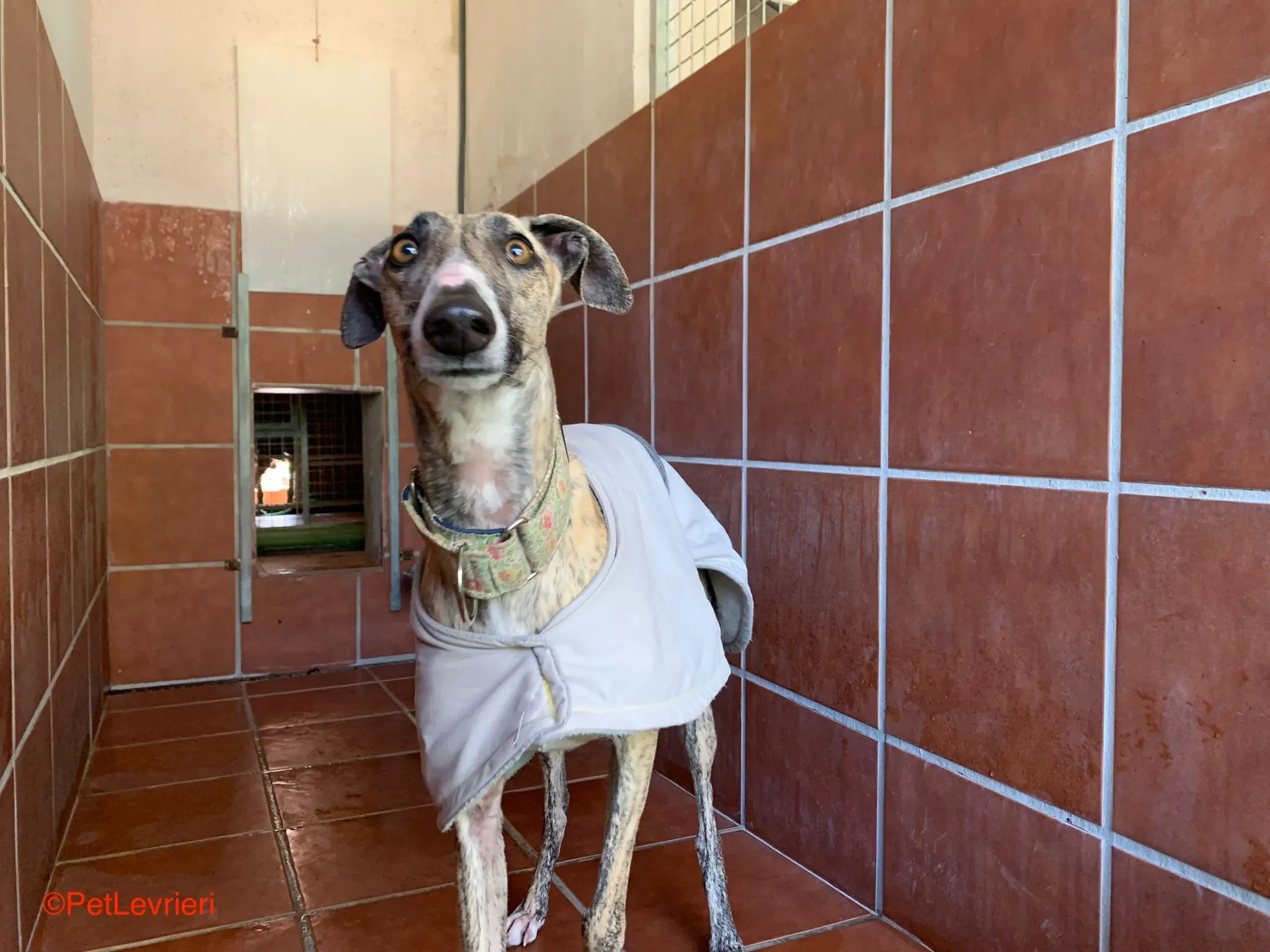 Nadia adozione levrieri galgo 7