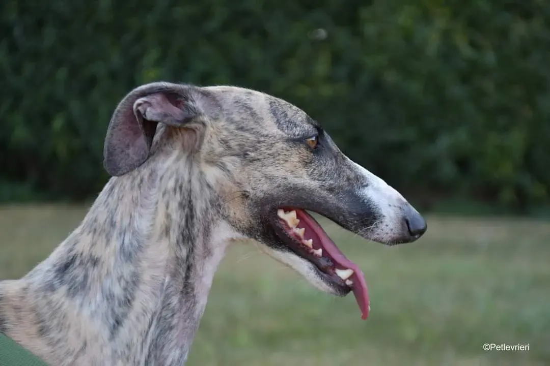 Nadia adozione levrieri galgo 8