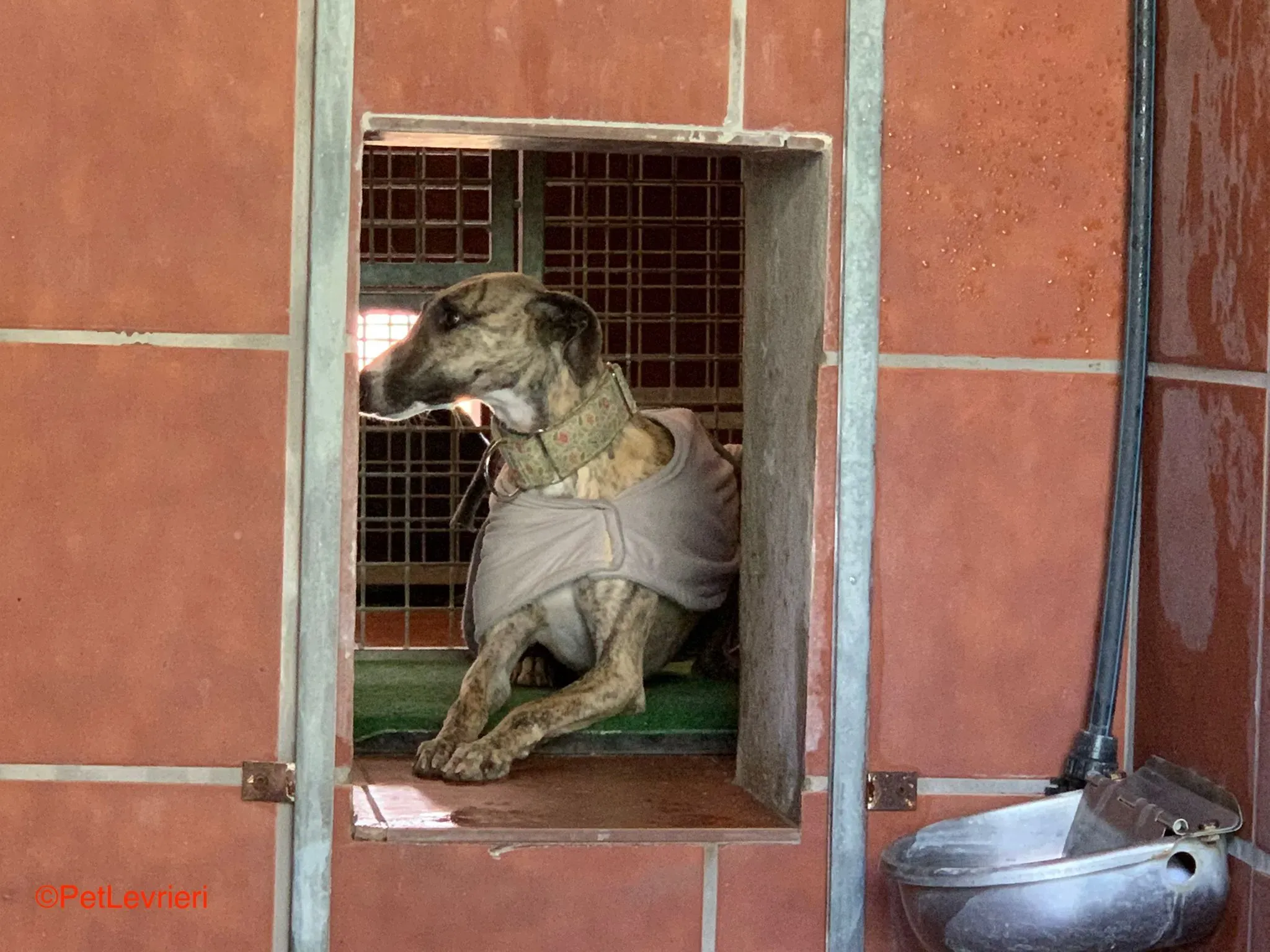 Nadia adozione levrieri galgo 9