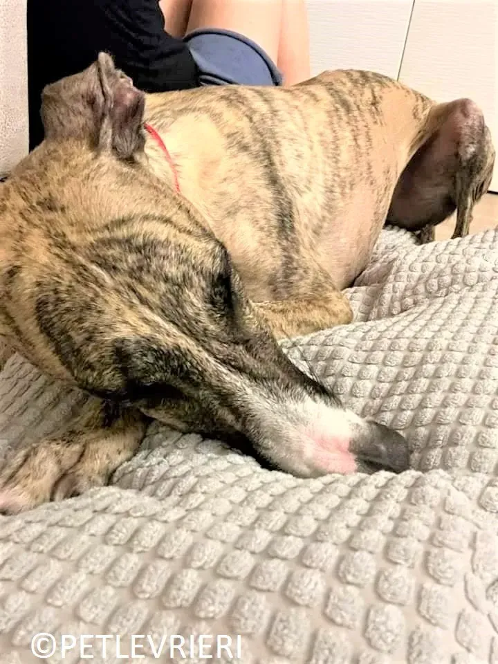 Nadia adozione.levrieri galgo 10