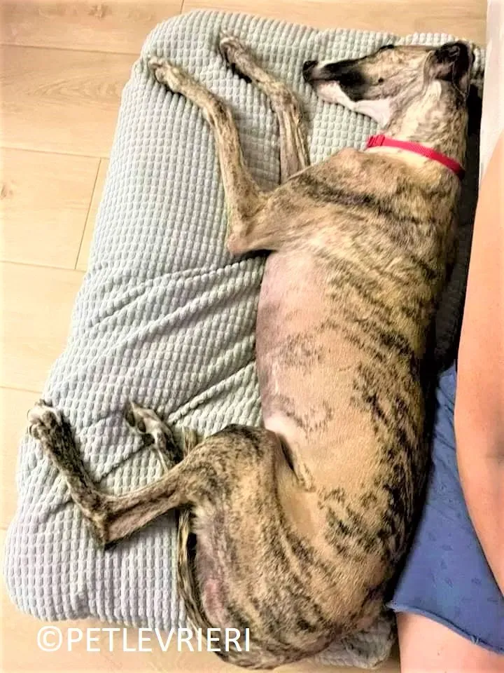 Nadia adozione.levrieri galgo 11