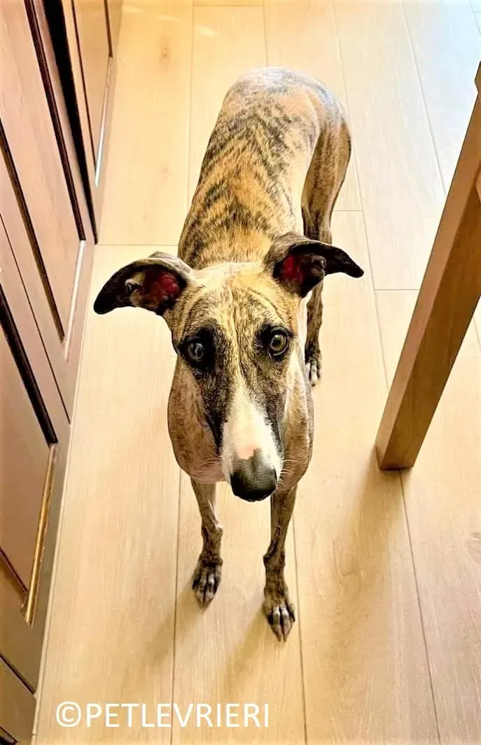 Nadia adozione.levrieri galgo 12
