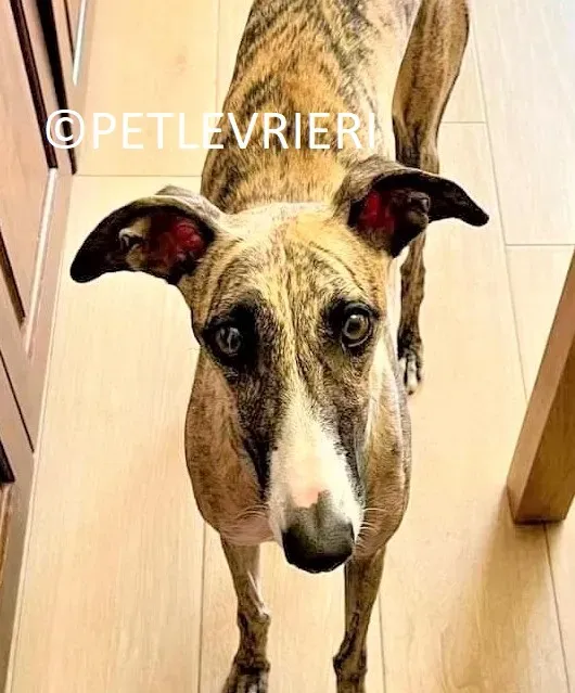 Nadia adozione.levrieri galgo 13