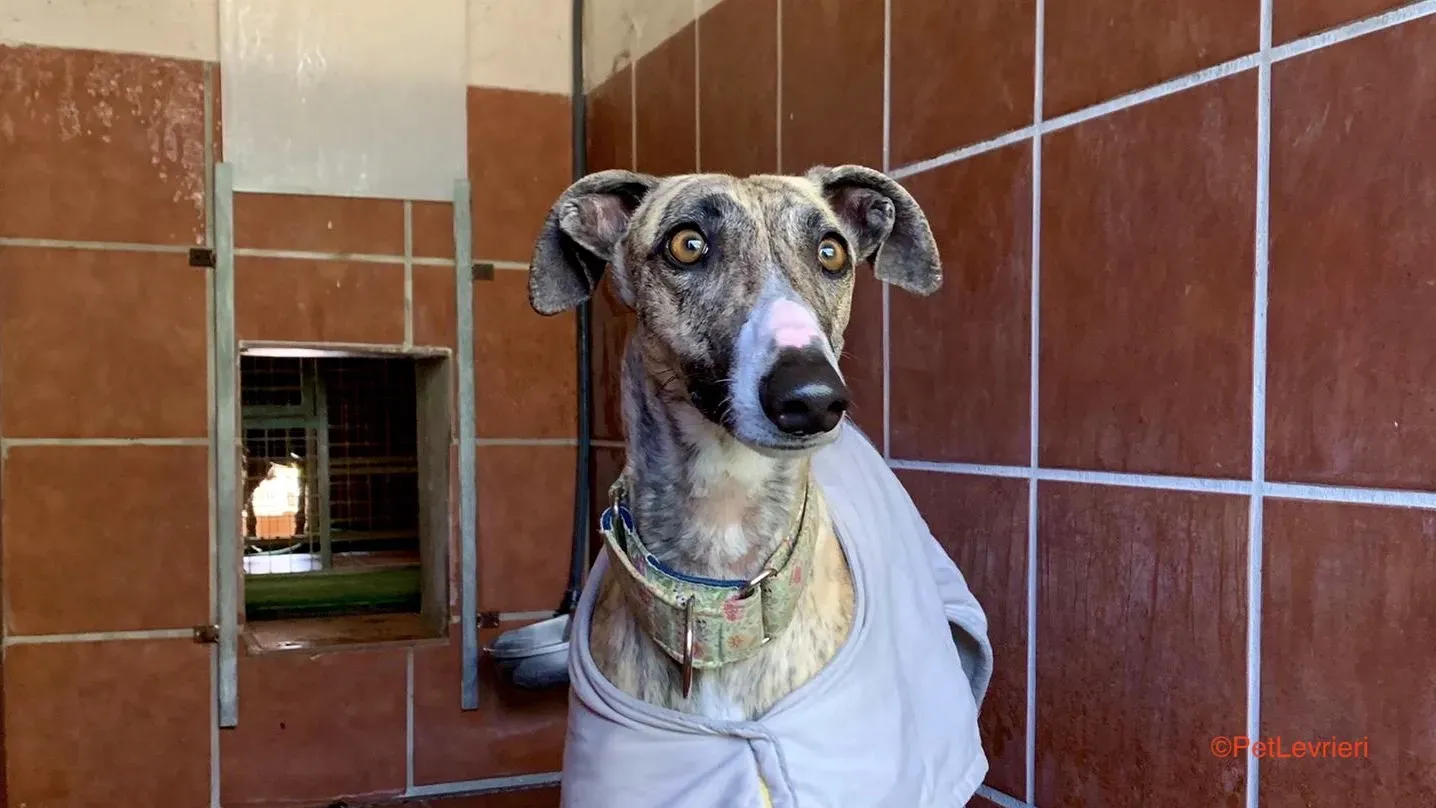 Nadia adozione.levrieri galgo 8