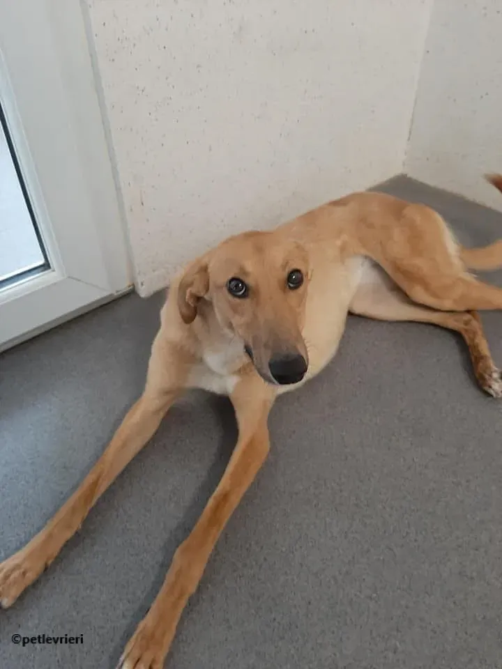 Nala adozione levrieri lurcher 3