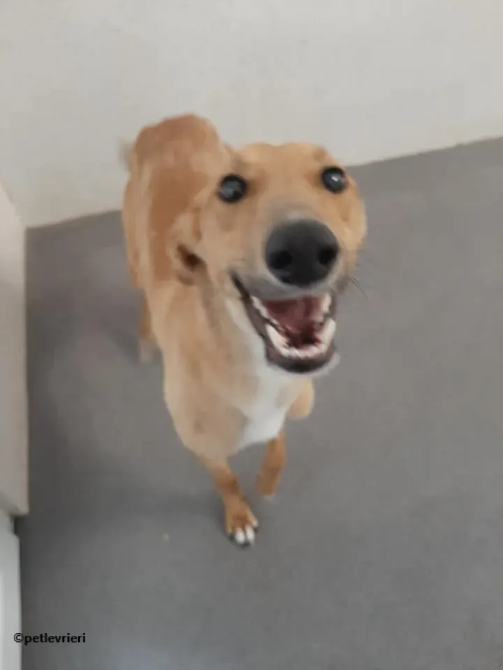 Nala adozione levrieri lurcher 4