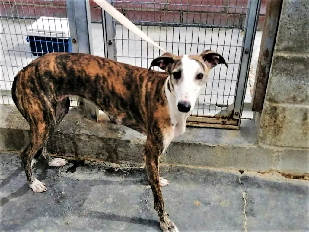 Nana Pet Levrieri Adozione Galgo 03