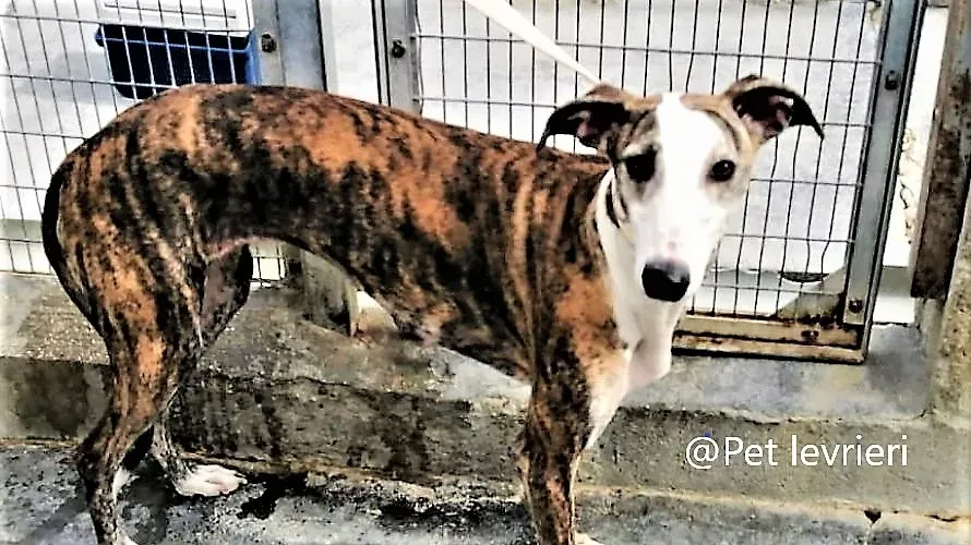 Nana Pet Levrieri Adozione Galgo 04