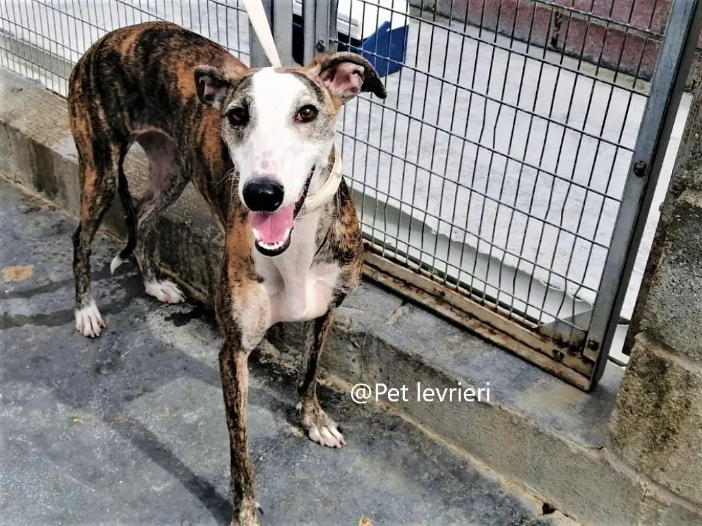 Nana Pet levrieri Adozione galgo 01