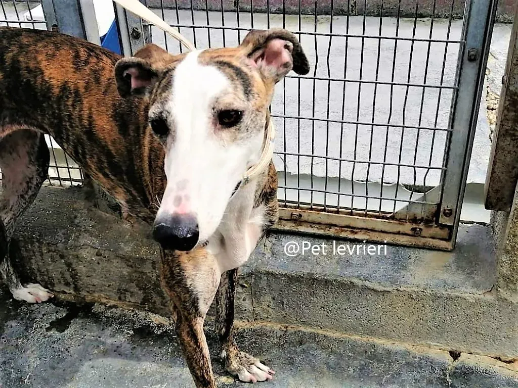 Nana Pet levrieri Adozione galgo 02