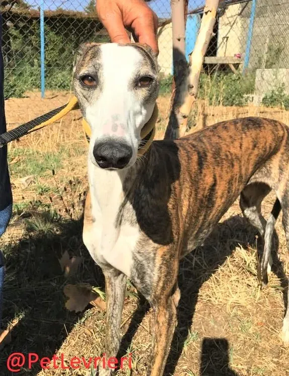 Nana adozione levrieri galgo 10