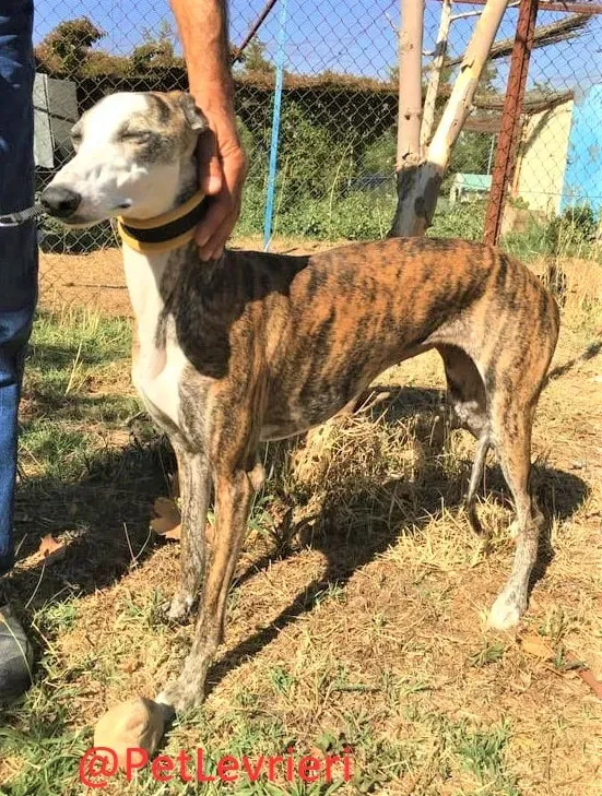 Nana adozione levrieri galgo 11