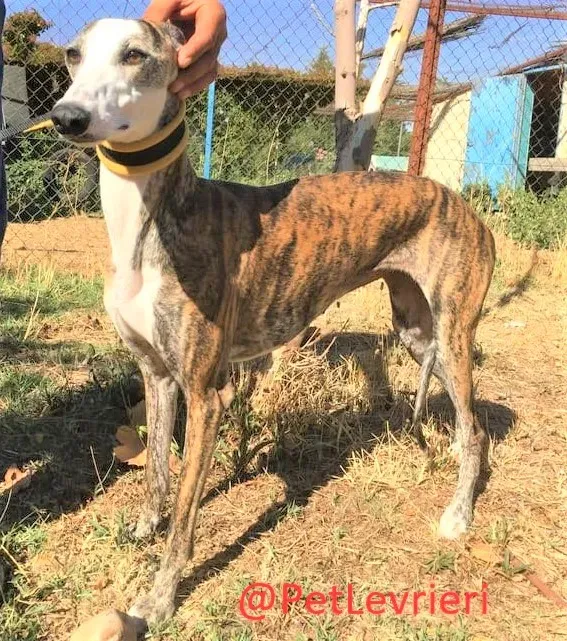 Nana adozione levrieri galgo 12