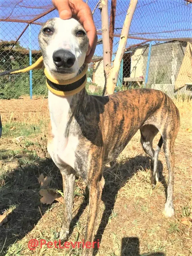 Nana adozione levrieri galgo 13
