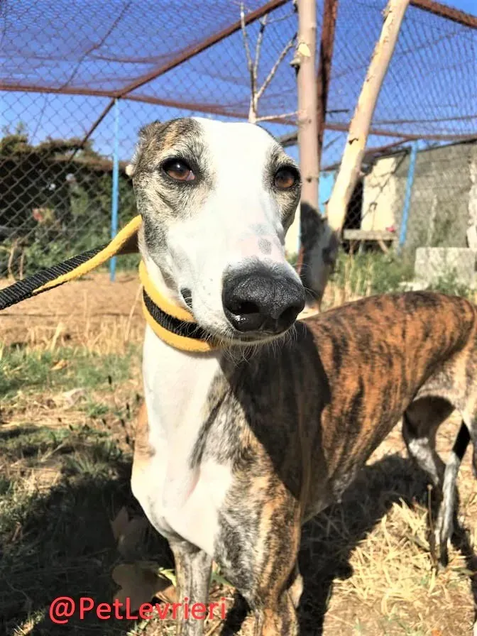 Nana adozione levrieri galgo 14