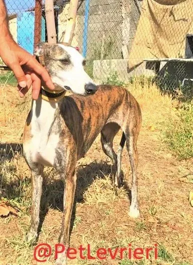 Nana adozione levrieri galgo 15