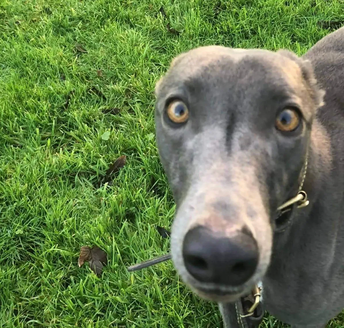 Nancy adozione levrieri greyhound 2 e1573839116847