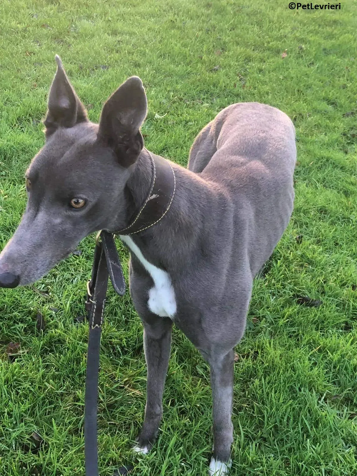 Nancy adozione levrieri greyhound 3 1