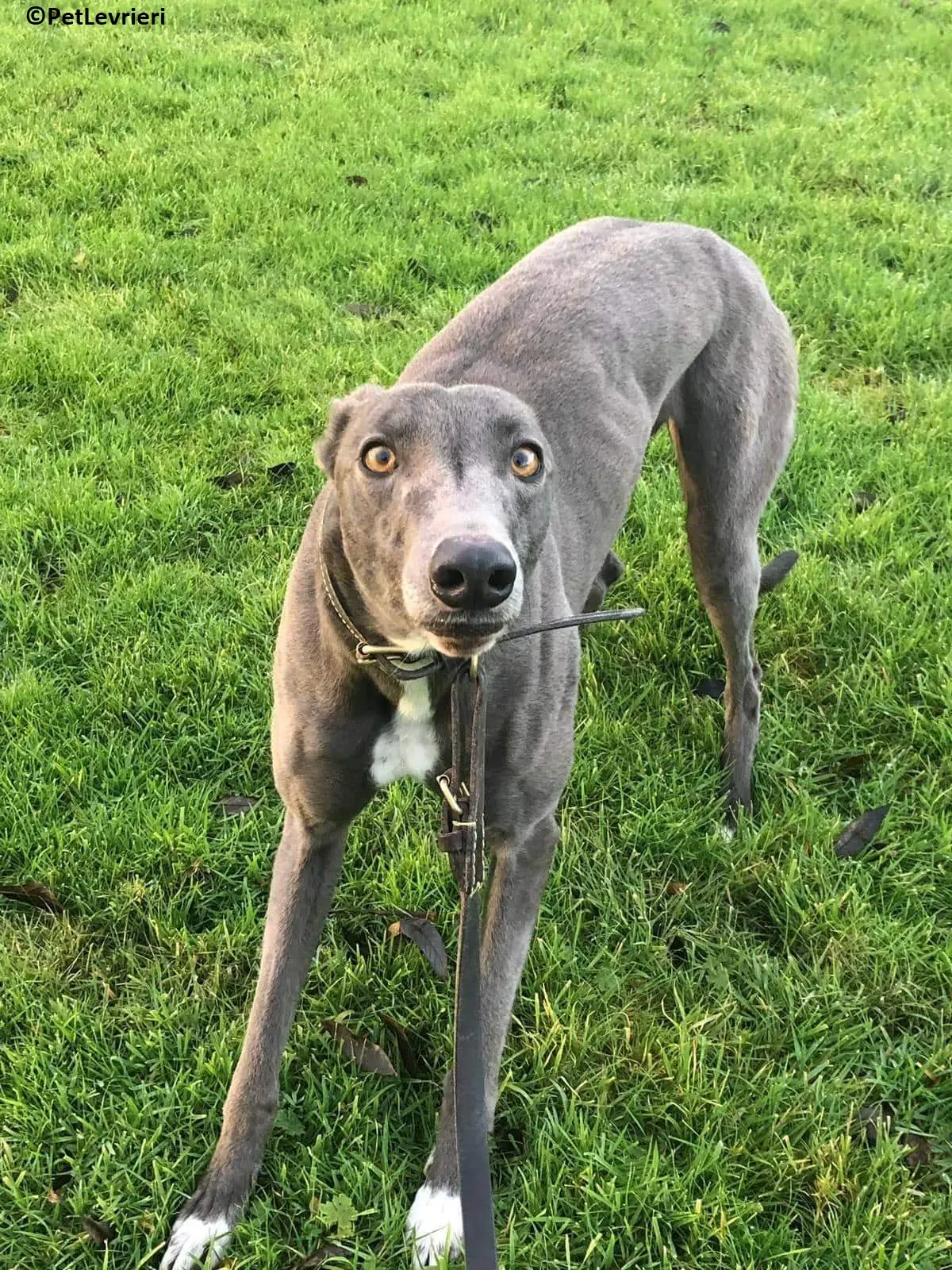 Nancy adozione levrieri greyhound 3
