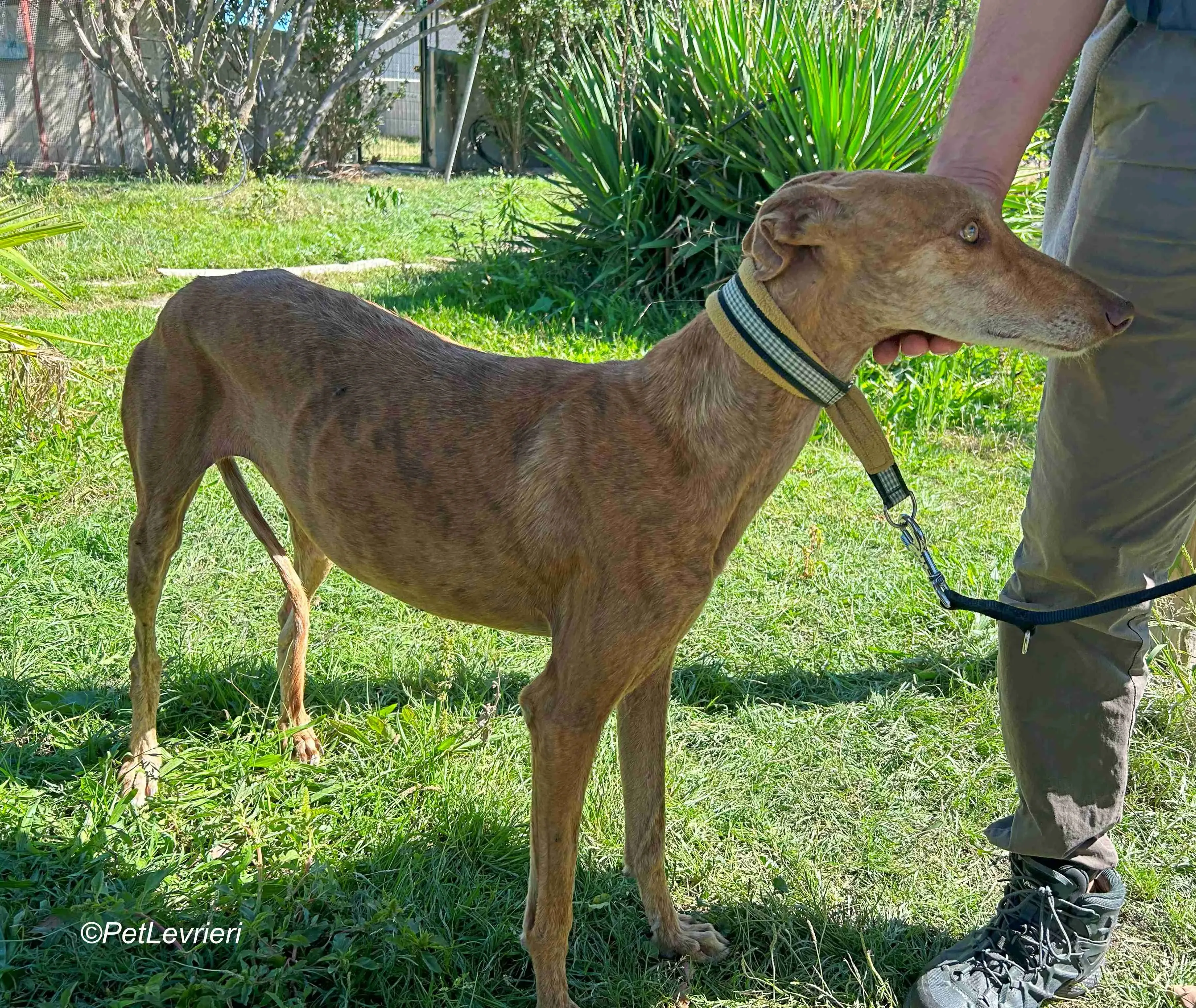 Naomi galgo adozione pet levrieri onlus 1