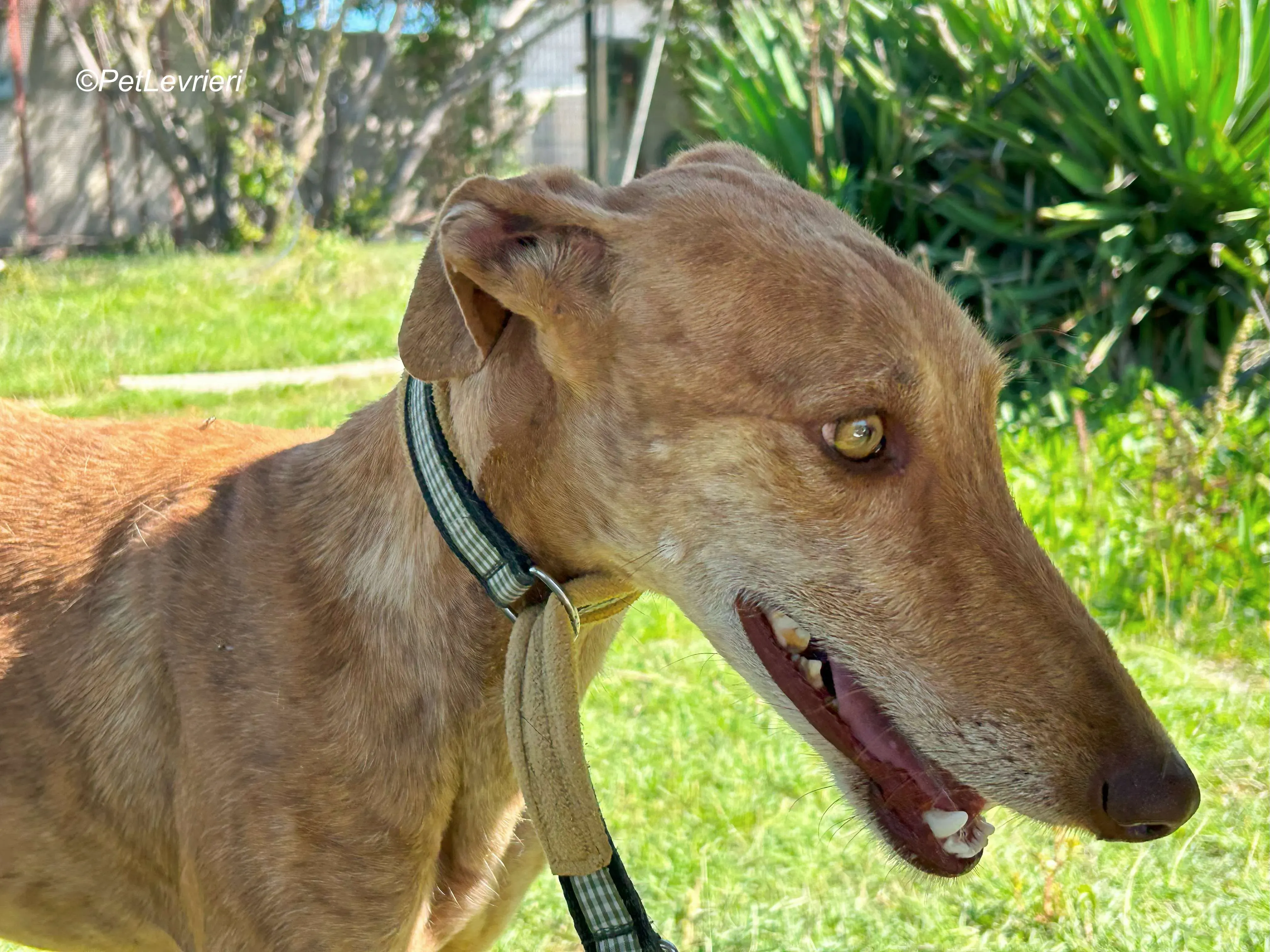 Naomi galgo adozione pet levrieri onlus 10