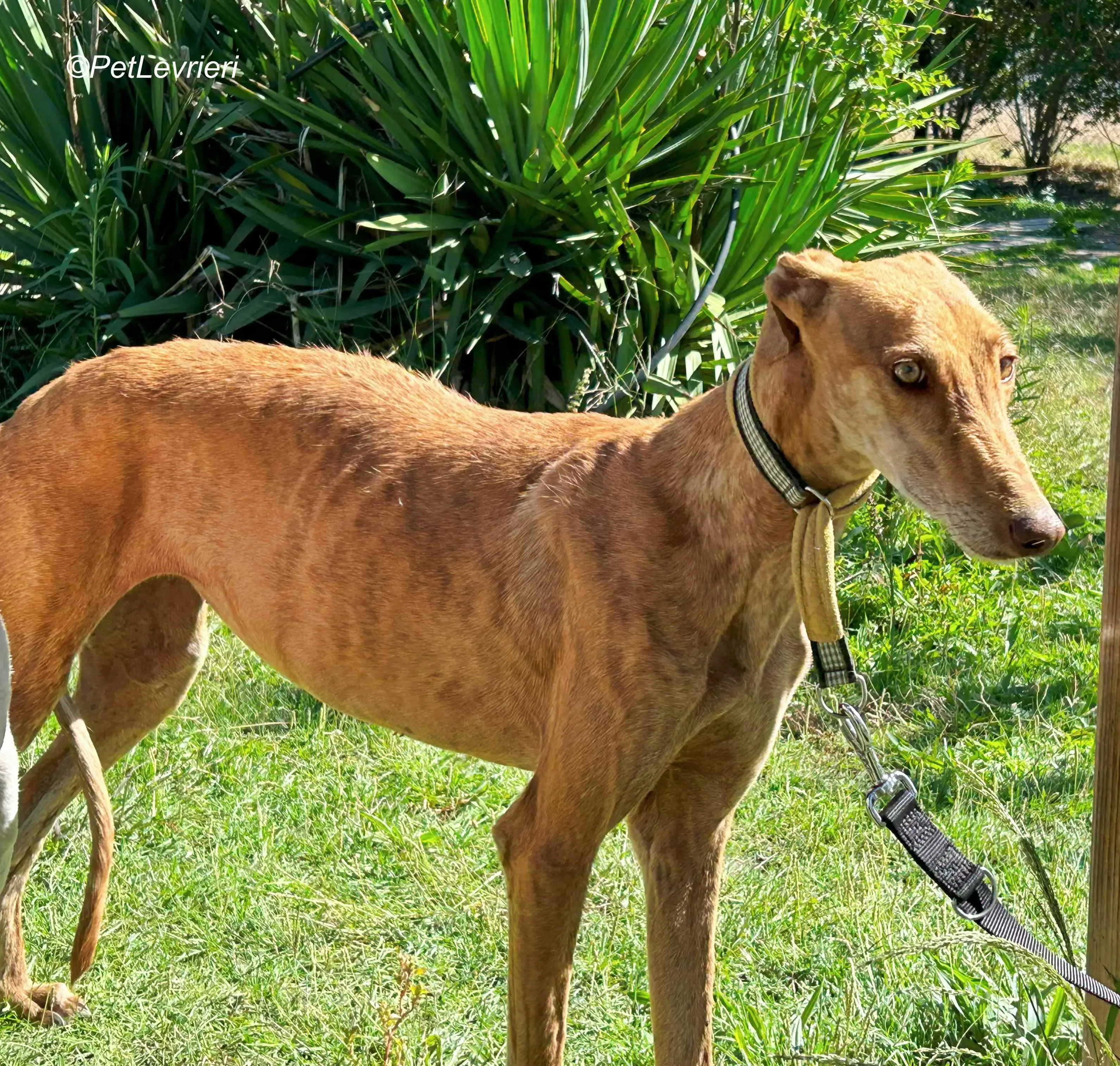 Naomi galgo adozione pet levrieri onlus 11