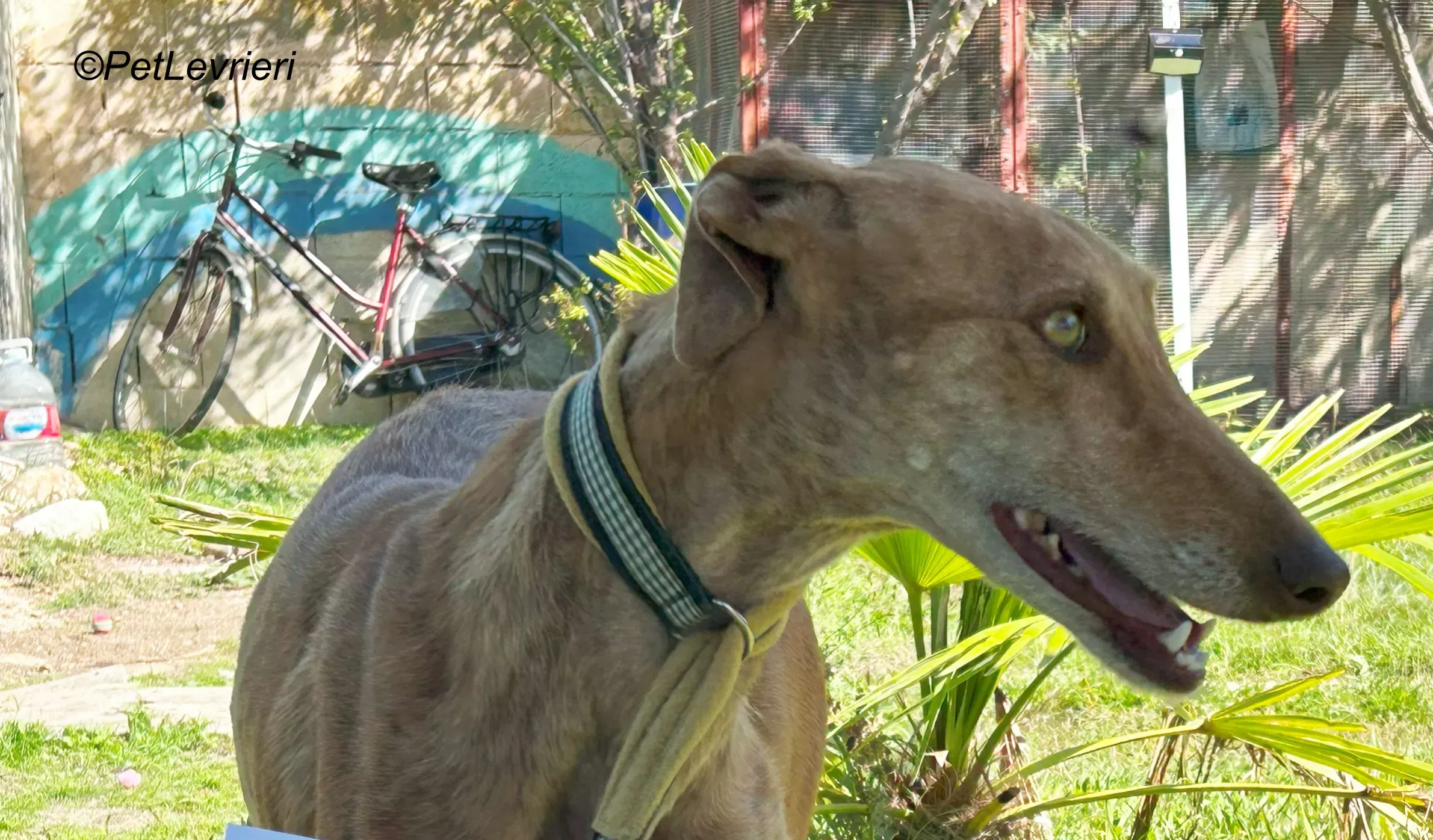 Naomi galgo adozione pet levrieri onlus 12 1