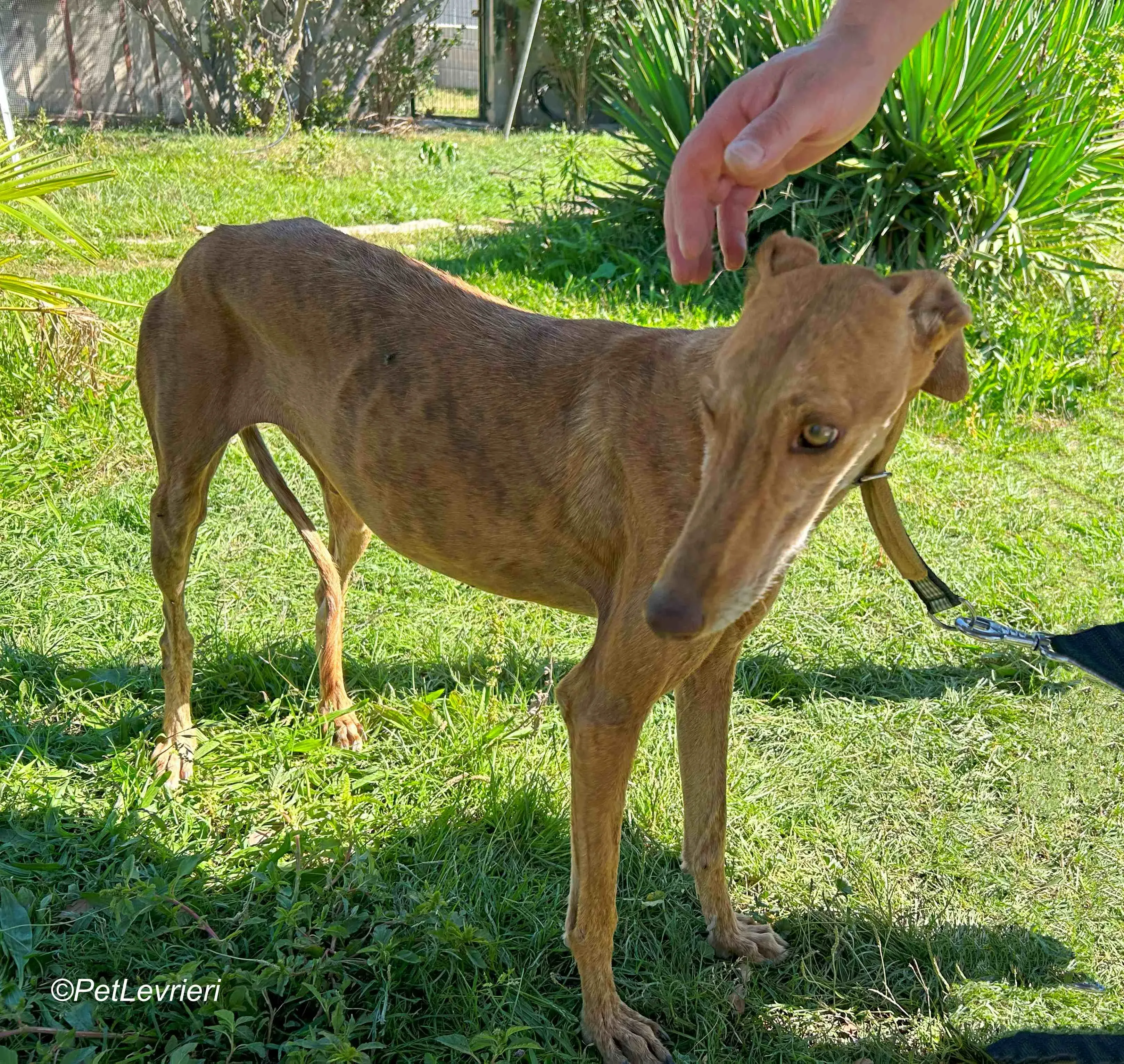 Naomi galgo adozione pet levrieri onlus 2