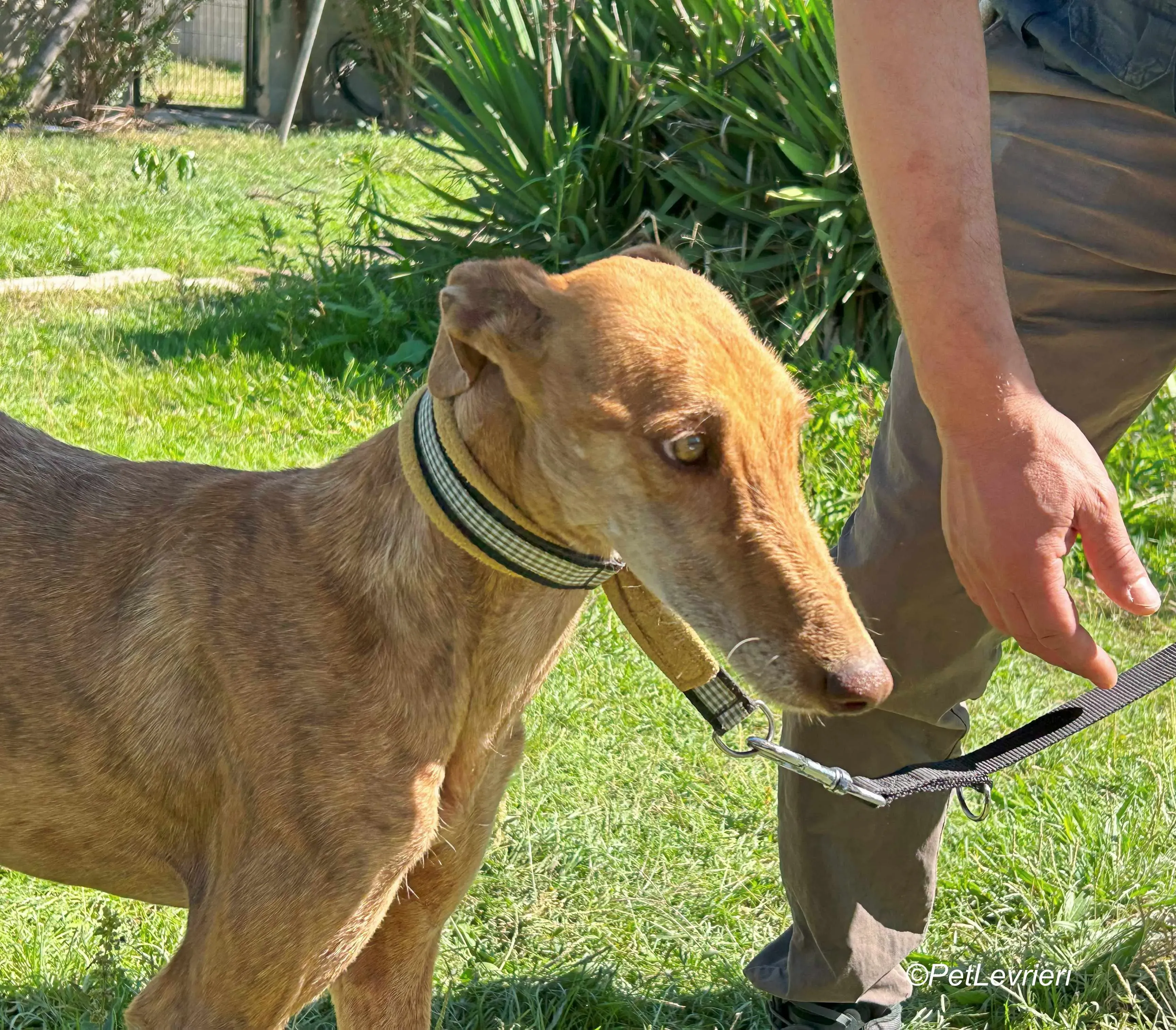 Naomi galgo adozione pet levrieri onlus 3