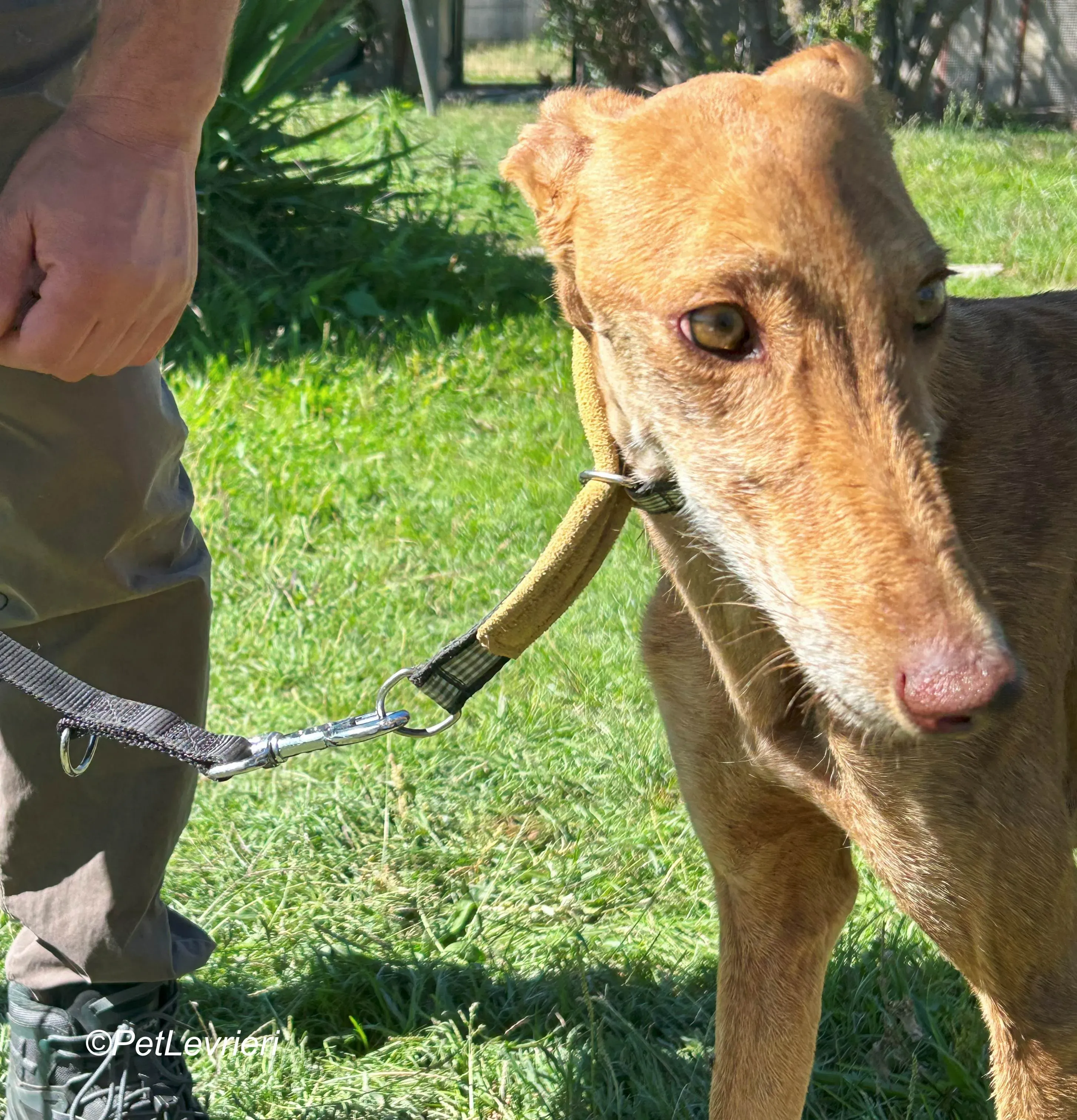 Naomi galgo adozione pet levrieri onlus 4