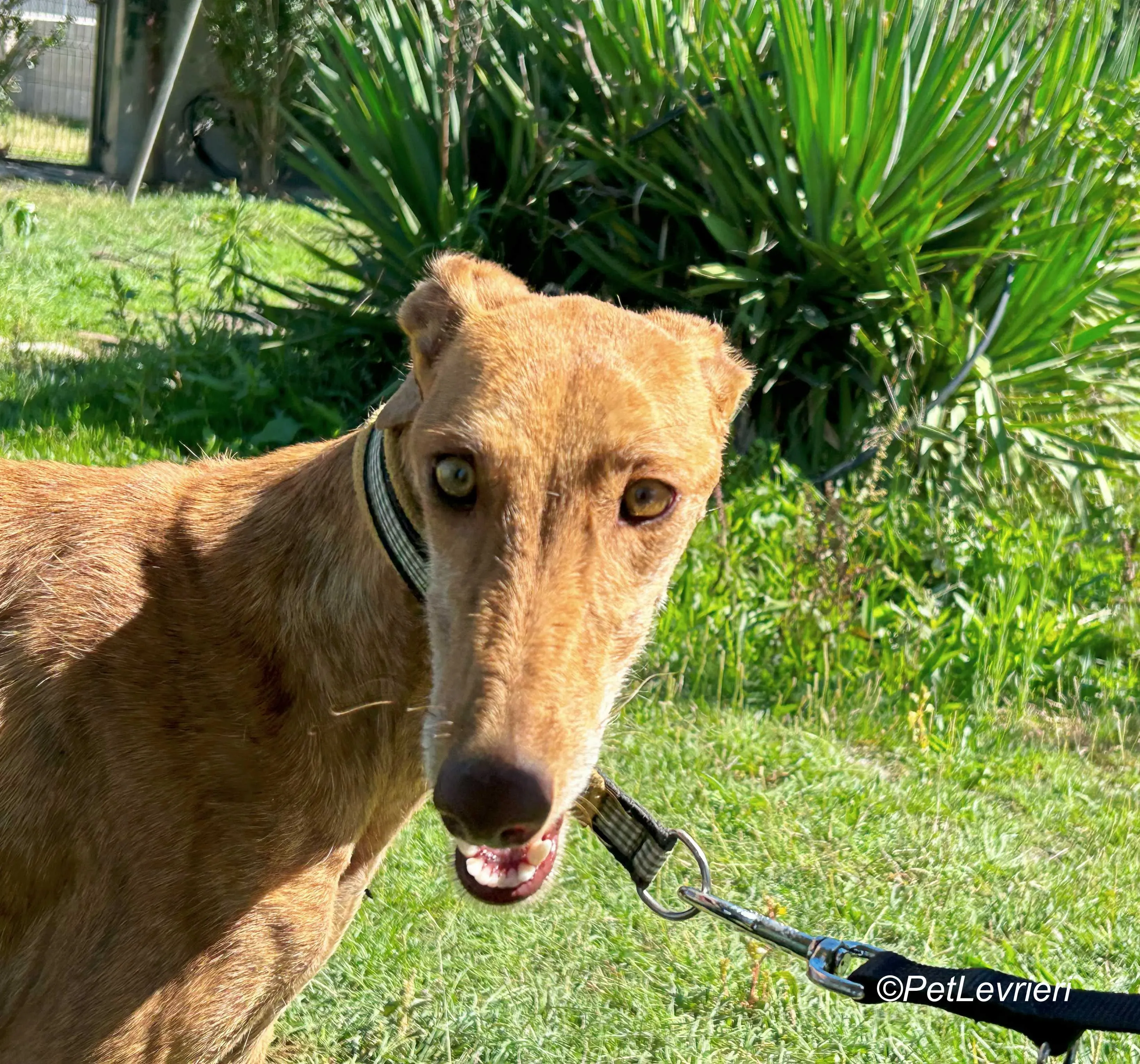 Naomi galgo adozione pet levrieri onlus 5